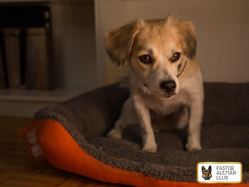 como acicalar a un perro en casa con tijeras