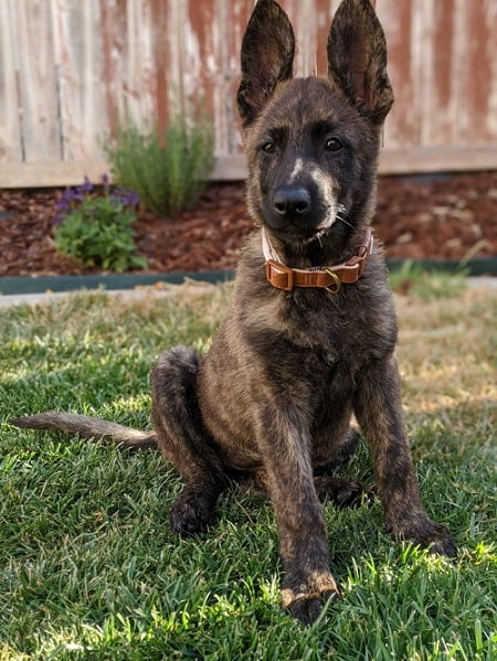 brindle gsd puppy