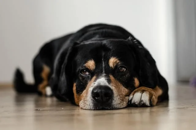 Dog with separation anxiety.