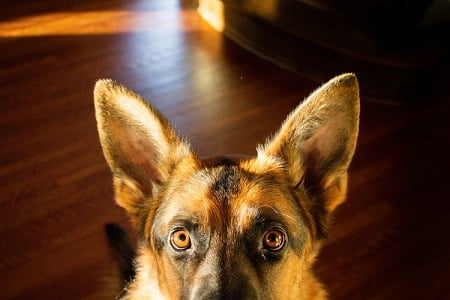 German Shepherd showing his eyes