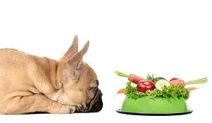dog healthy diet