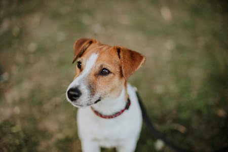 Jack Russell Terrier staring blankly into space