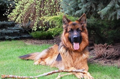 long haired German Shepherd
