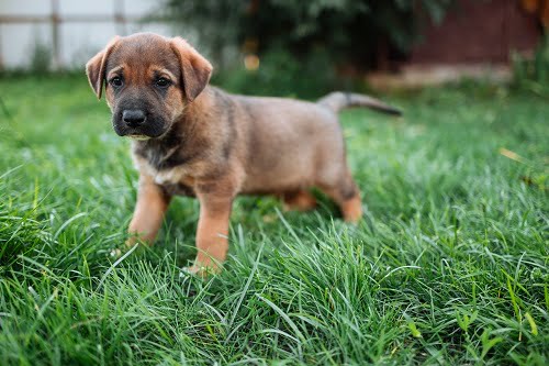 qué haces cuando tu cachorro no hace caca afuera